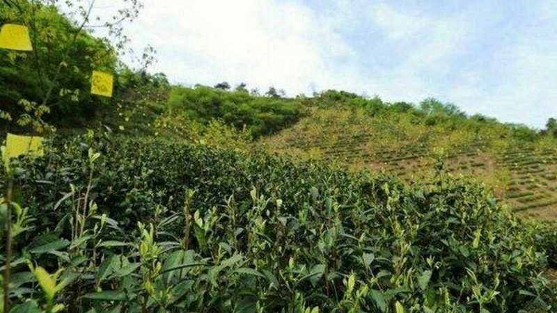 选址关键：如何打造高效的农资加盟店**