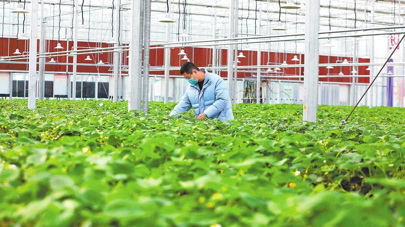 设施农业温室大棚：如何评估公司排名与选择合适方案