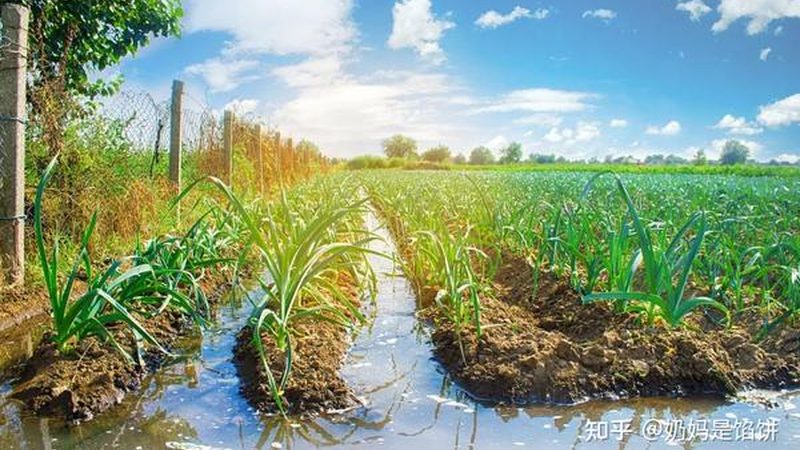 农资批发市场进货渠道探秘：如何找到优质货源