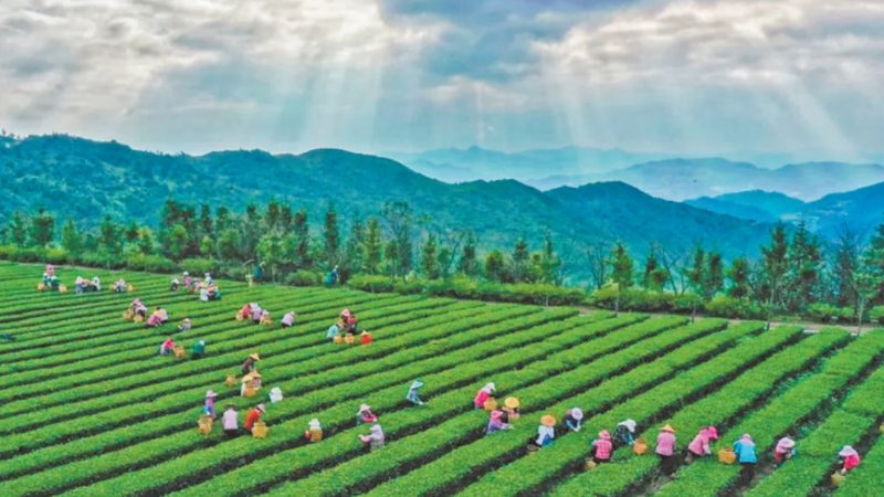 农村种植技术书籍，助力农业发展新篇章**